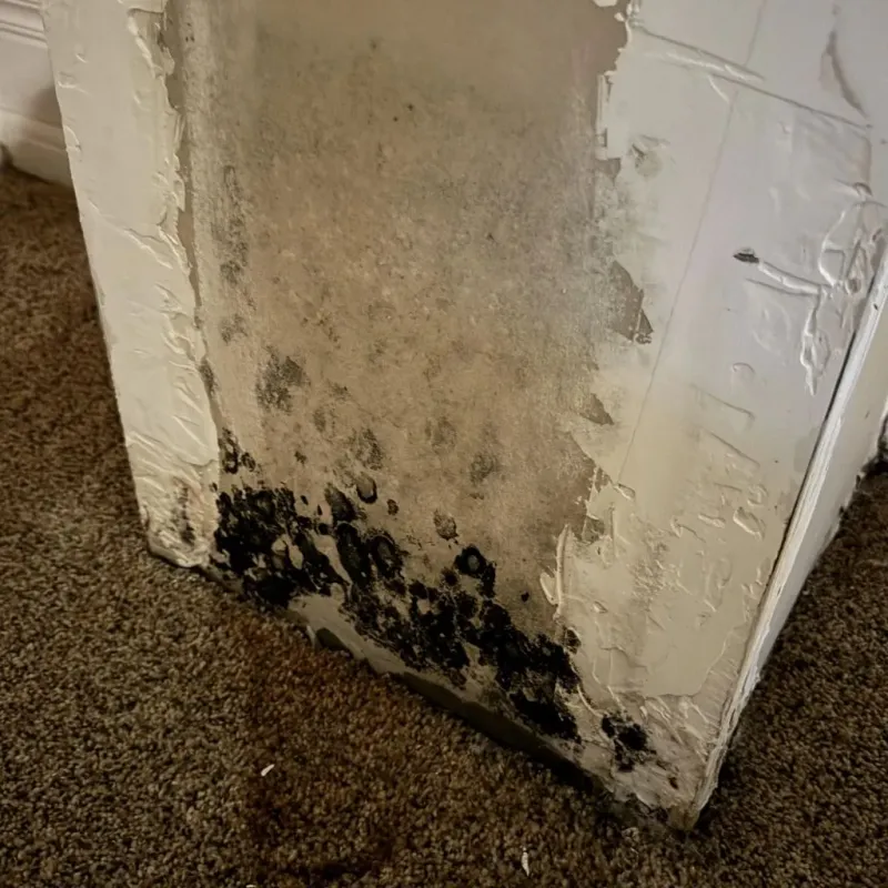 Professional Mold Removal in Rockford, OH